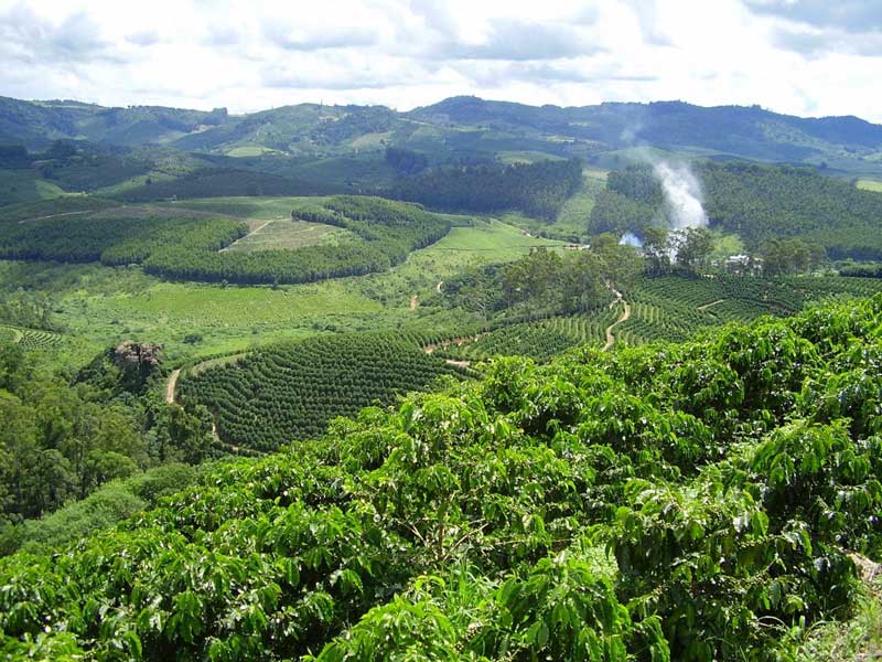 Brazil coffee farm