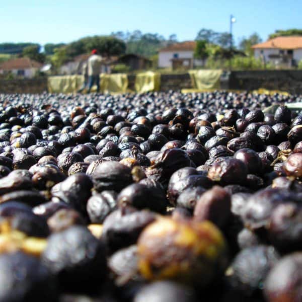 Natural process Brazil coffee beans